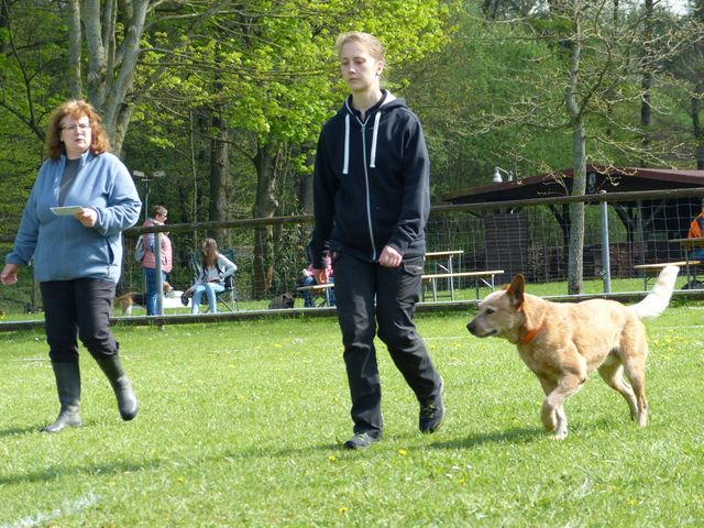 2017-obi-fruehjahrspruefung