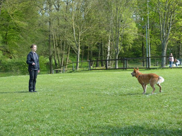 2017-obi-fruehjahrspruefung