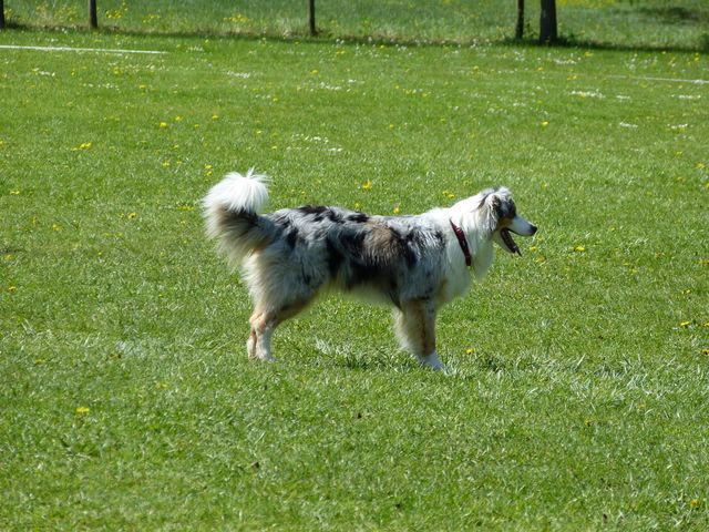 2017-obi-fruehjahrspruefung