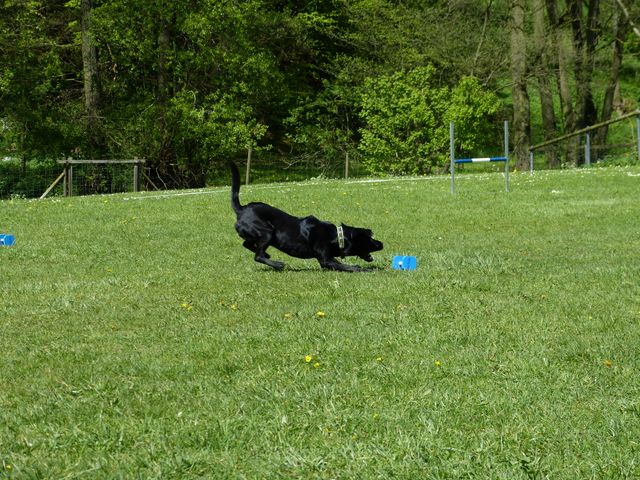 2017-obi-fruehjahrspruefung
