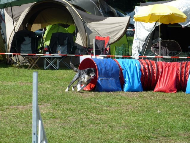 Agility-DM 2018