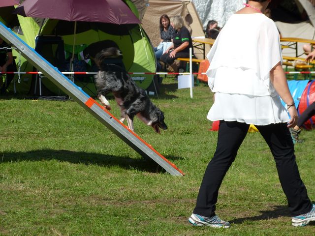 Agility-DM 2018