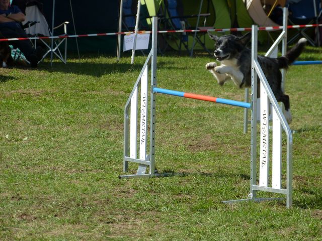 Agility-DM 2018