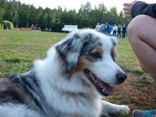 Agility-DM 2018