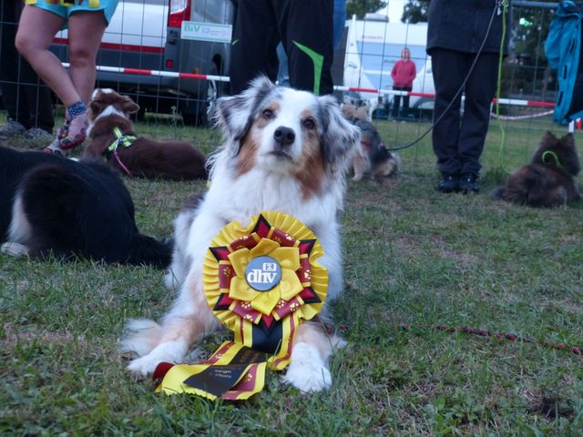 Agility-DM 2018