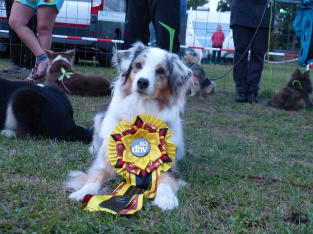 Agility-DM 2018