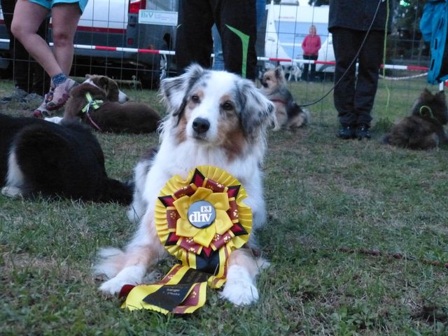 Agility-DM 2018