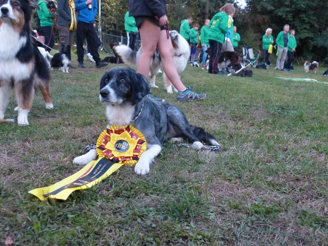Agility-DM 2018