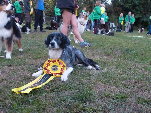 Agility-DM 2018
