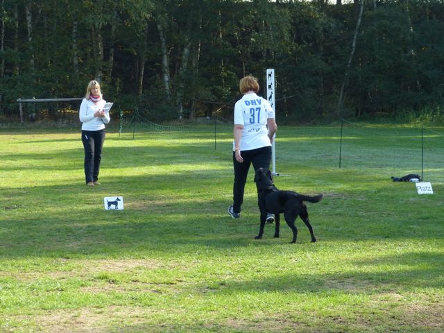 OBI-DM 2018