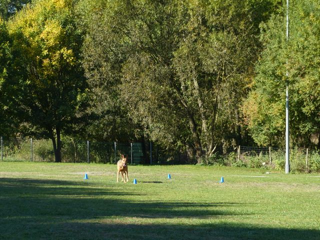 Obi-pruefung-herbst 2018