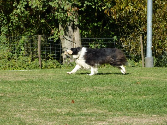 Obi-pruefung-herbst 2018