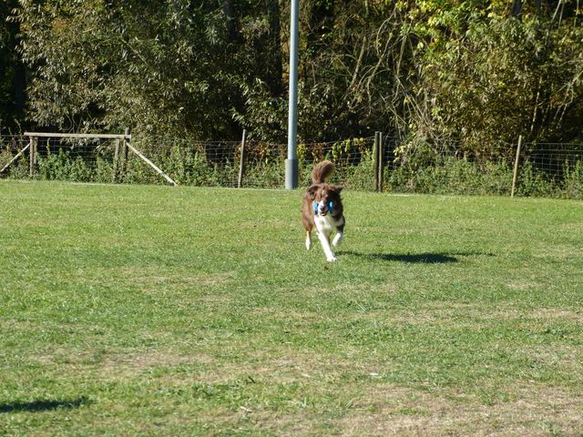 Obi-pruefung-herbst 2018