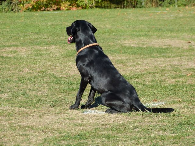 Obi-pruefung-herbst 2018