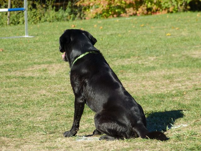 Obi-pruefung-herbst 2018