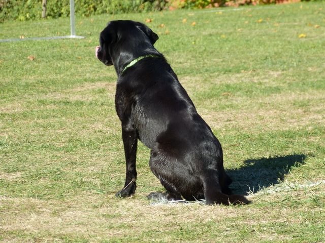 Obi-pruefung-herbst 2018