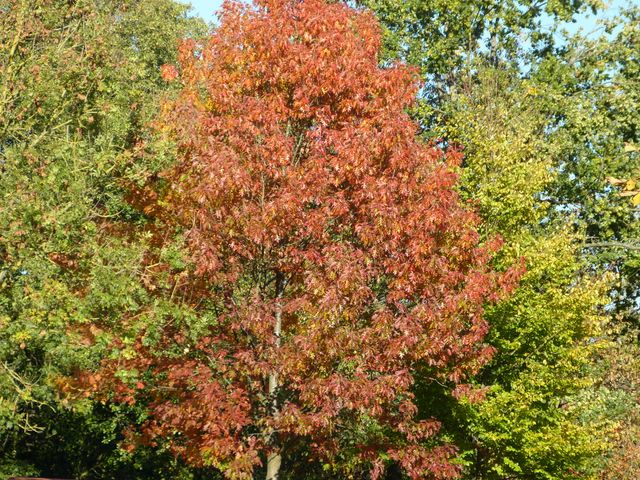 Obi-pruefung-herbst 2018