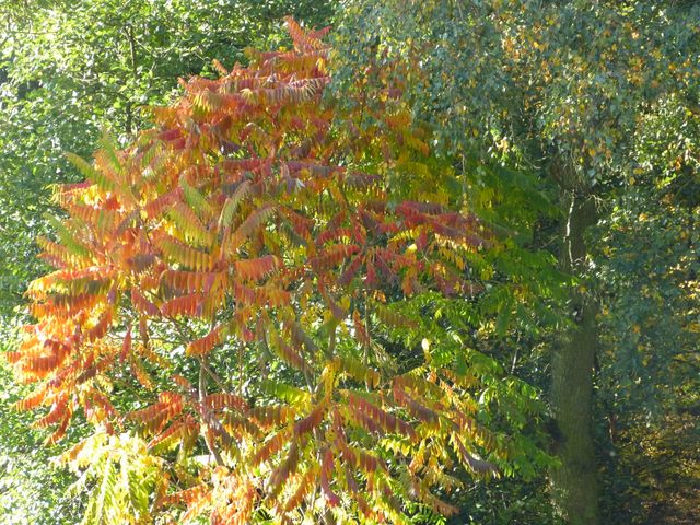 Obi-pruefung-herbst 2018