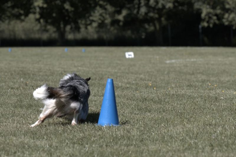 Obi LM 2019