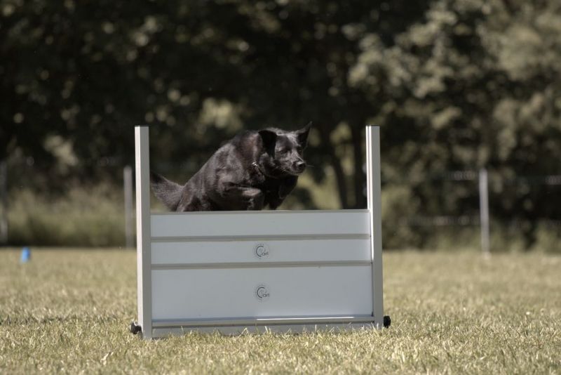 Obi LM 2019