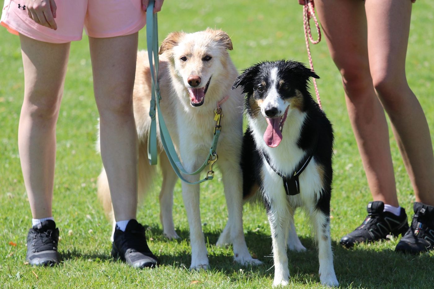 Agility Turnier Erbstadt