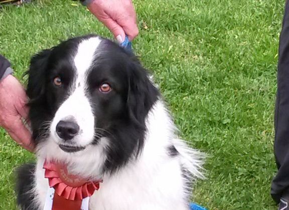 Agility DVM-Lauf