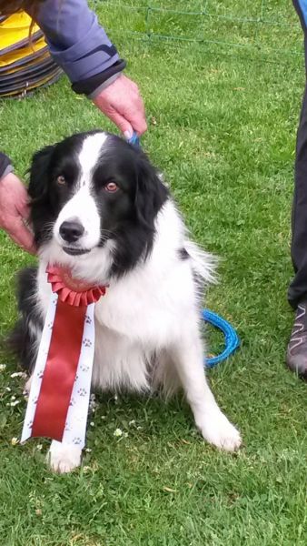 Agility DVM-Lauf