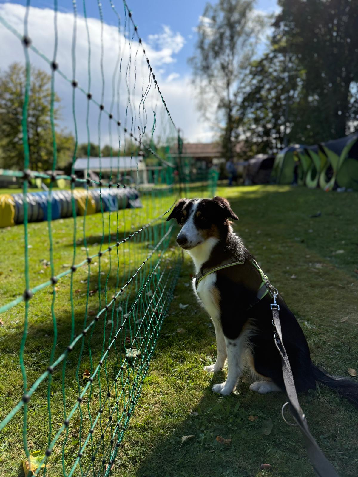 Agility-Kreismeisterschaft