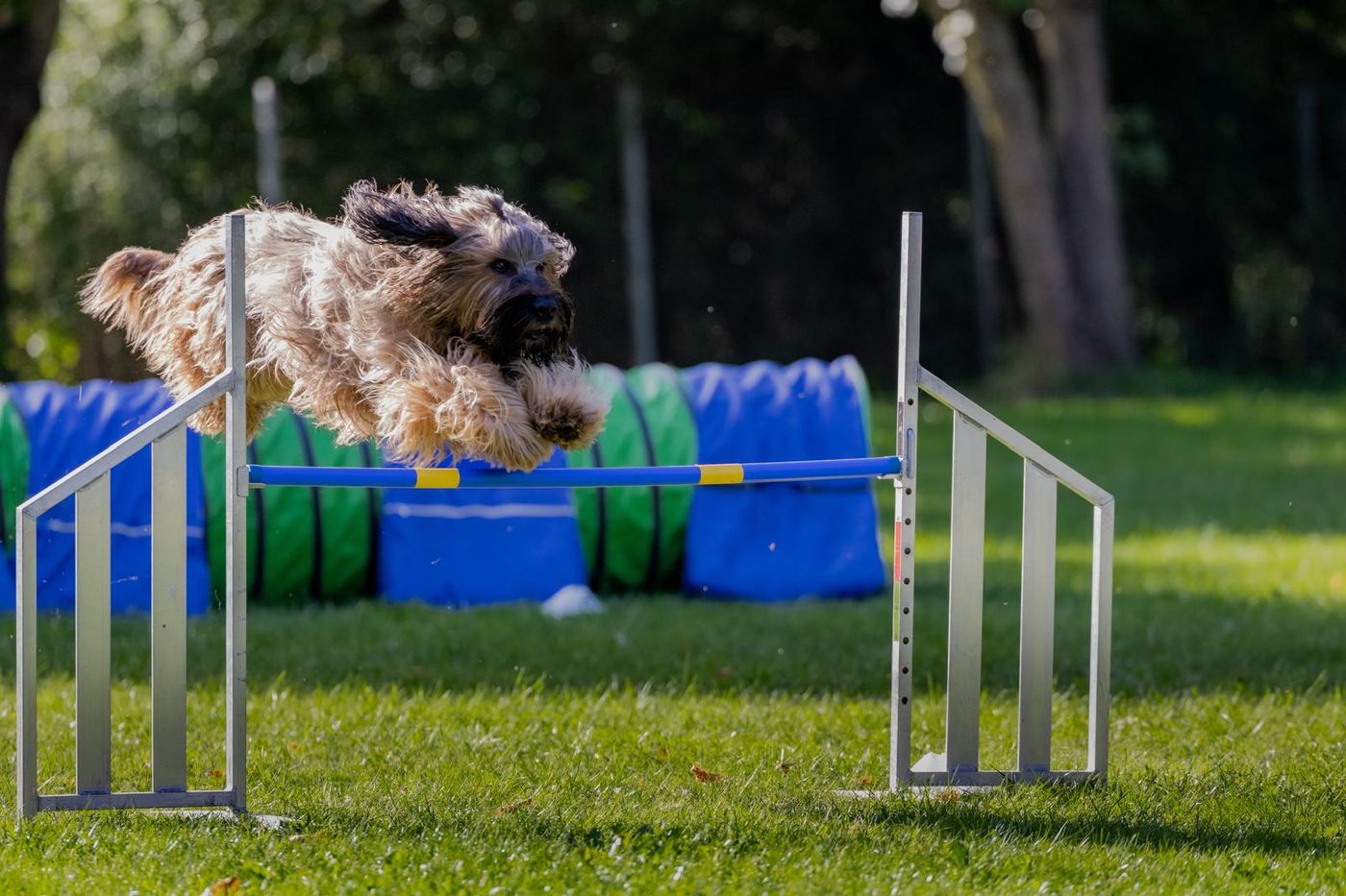 Agility-Staffellauf 2026