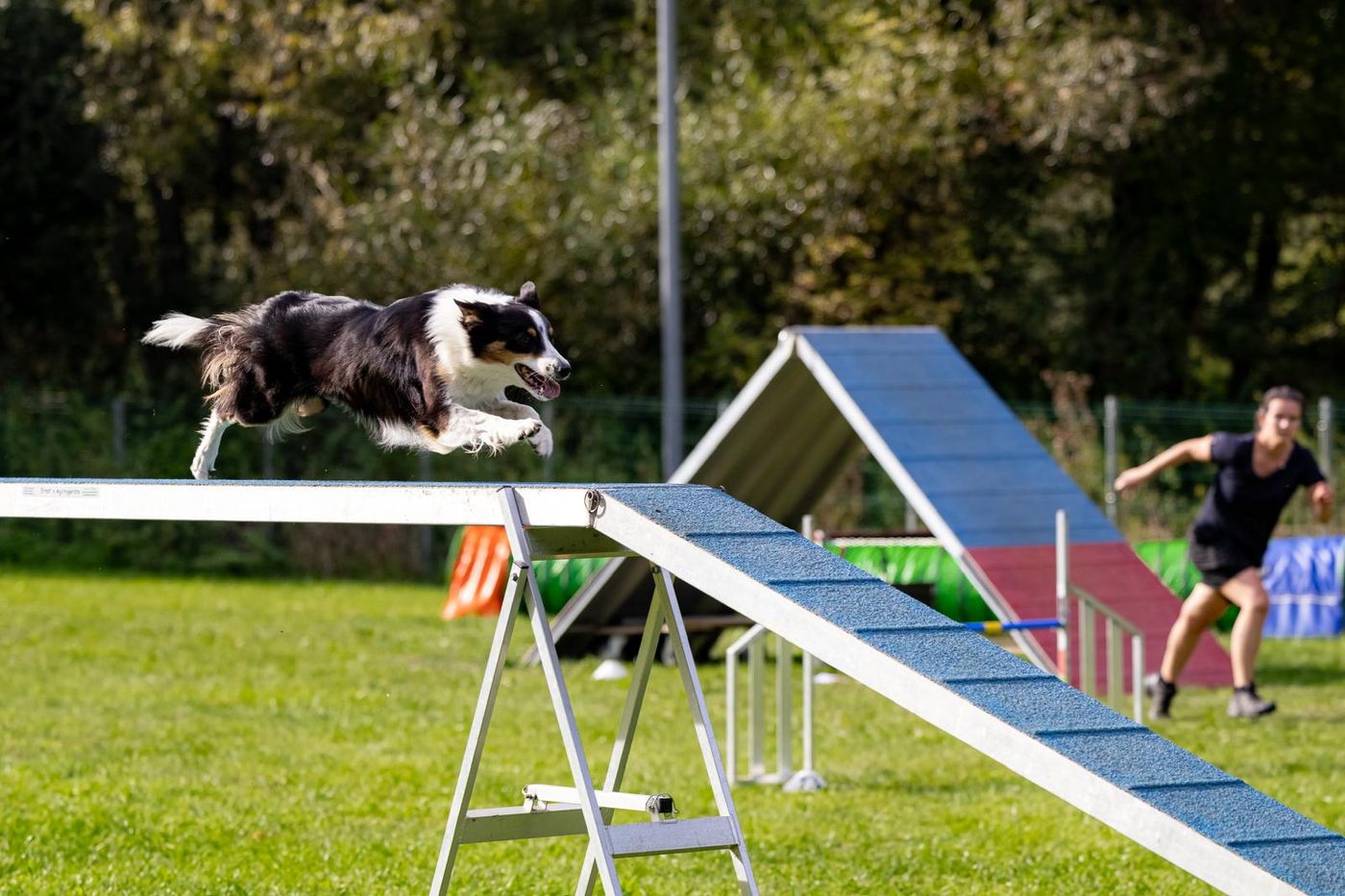 Agility-Staffellauf 2026