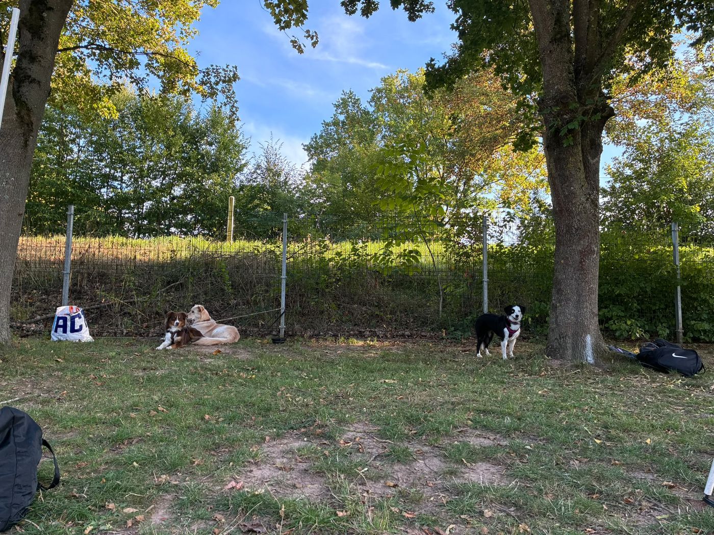 Agility-Staffellauf 2026