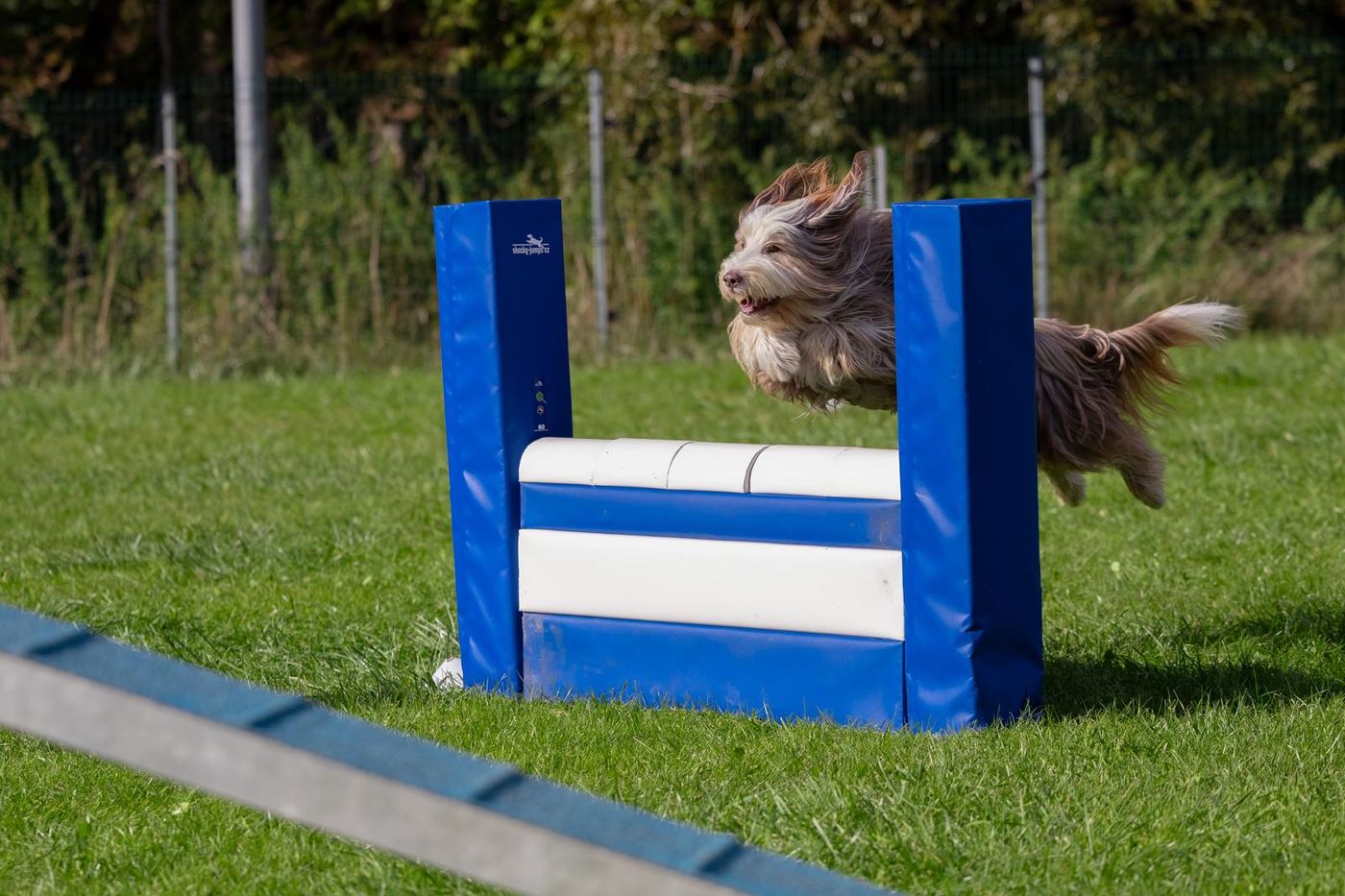 Agility-Staffellauf 2026