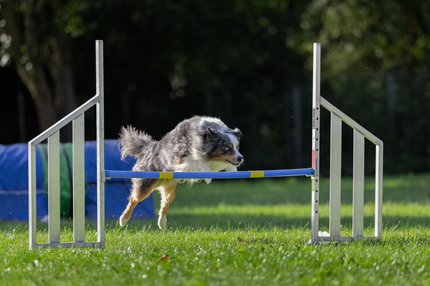Agility-Staffellauf 2026