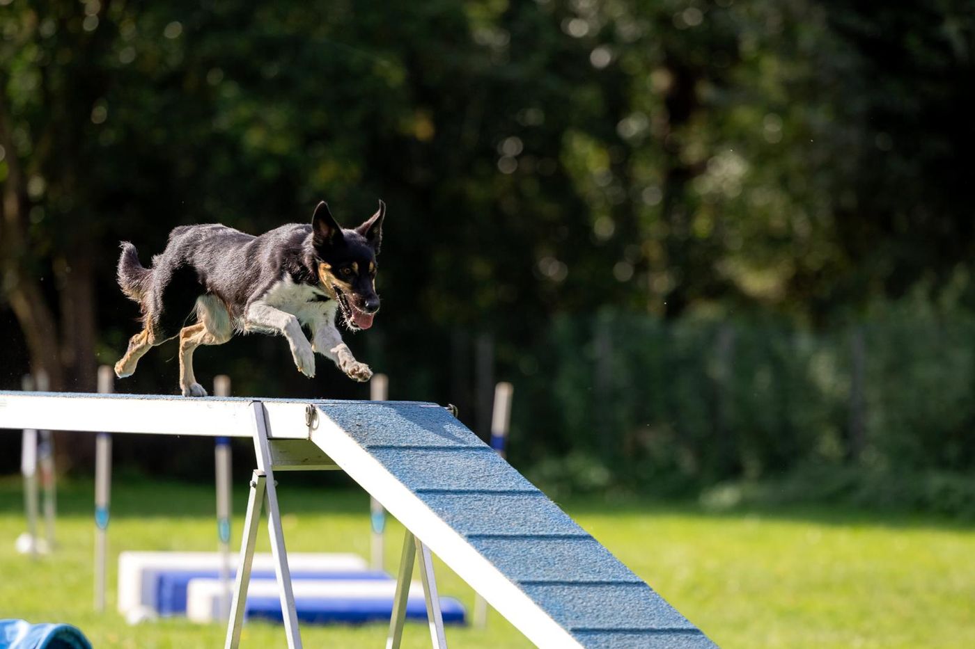 Agility-Staffellauf 2026