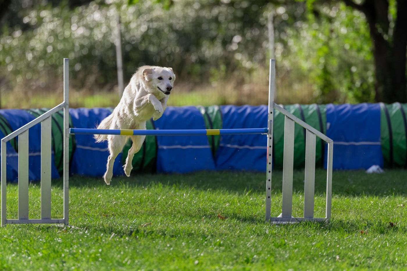 Agility-Staffellauf 2026