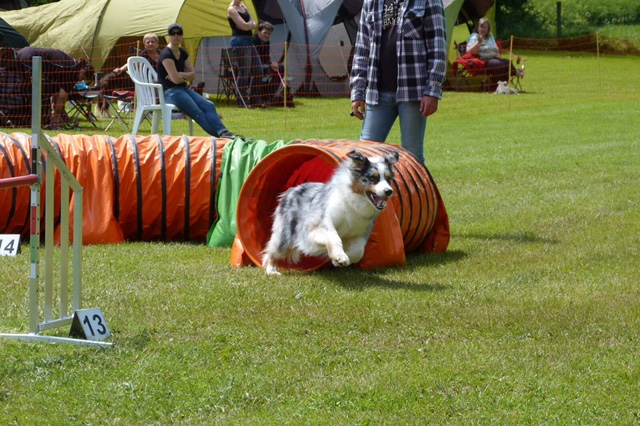 Agility-Turnier 2016