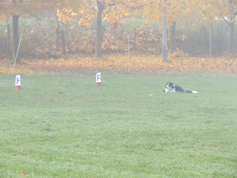 Begleithundeprüfung Herbst 2015