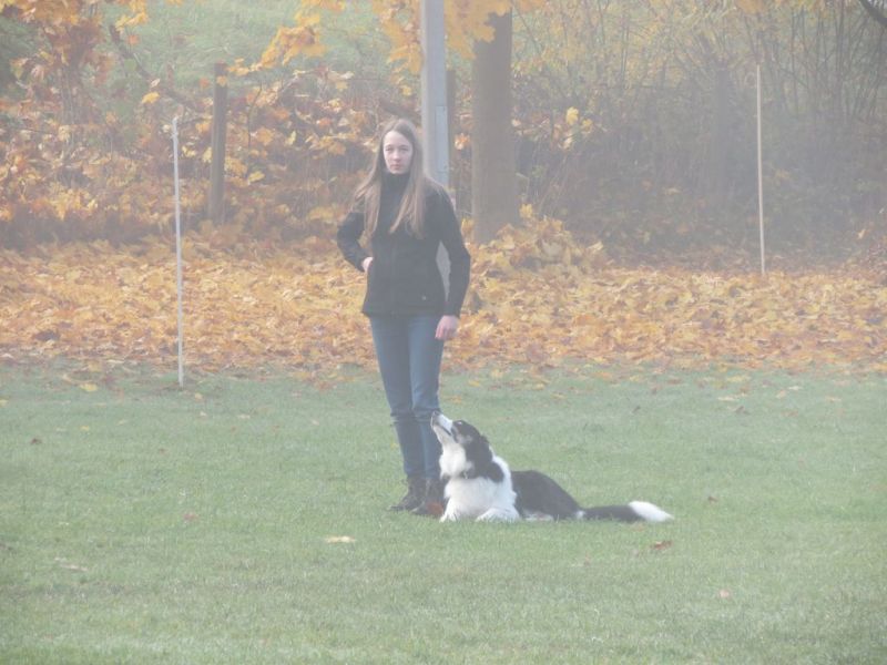 Begleithundeprüfung Herbst 2015