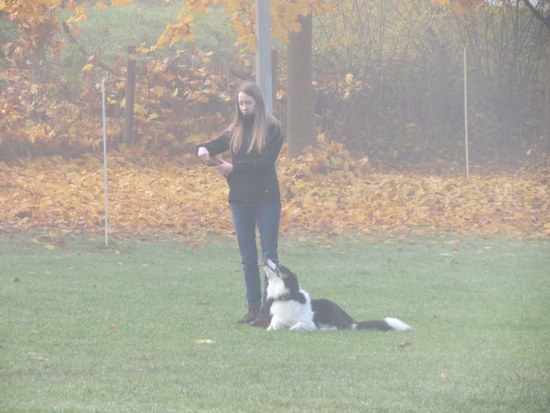 Begleithundeprüfung Herbst 2015