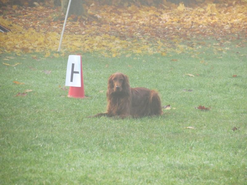 Begleithundeprüfung Herbst 2015