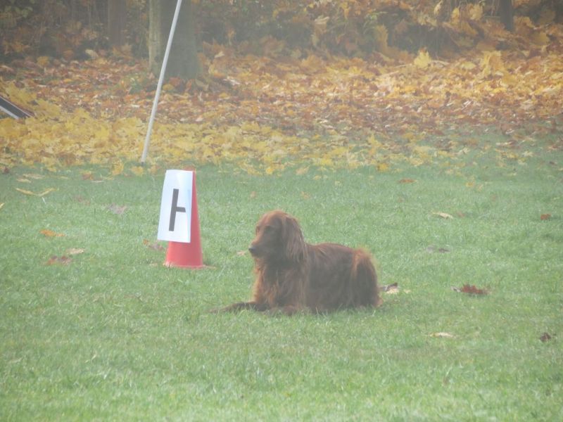 Begleithundeprüfung Herbst 2015