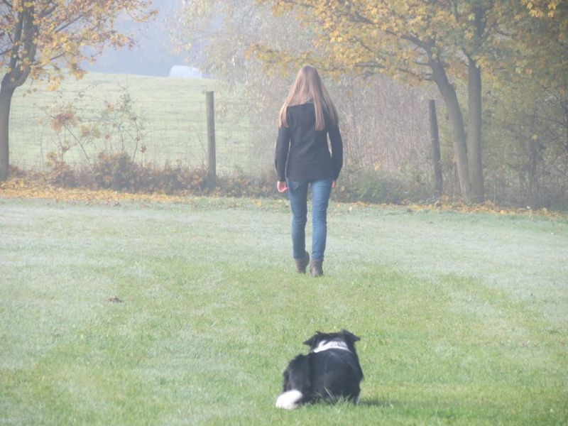 Begleithundeprüfung Herbst 2015