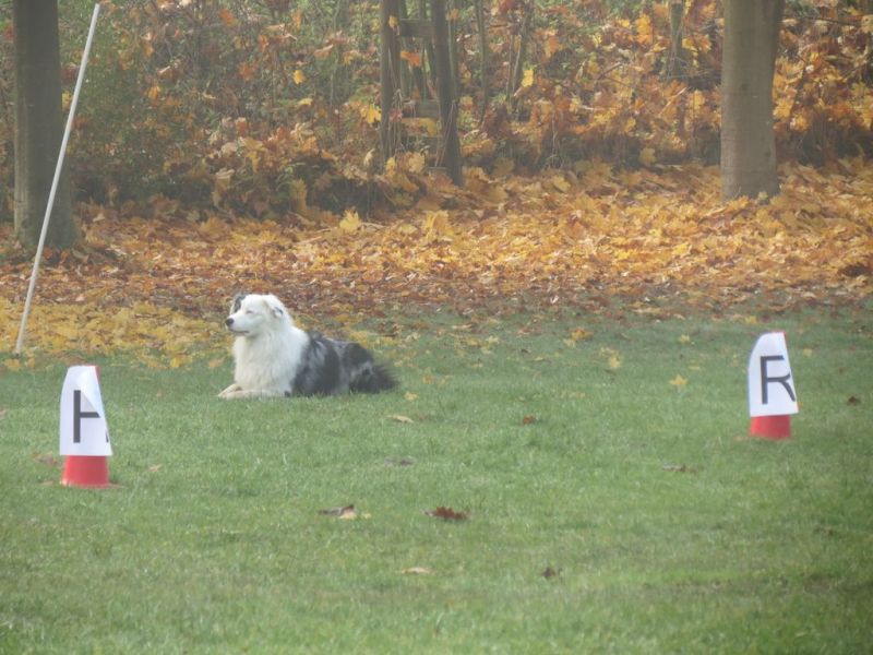 Begleithundeprüfung Herbst 2015