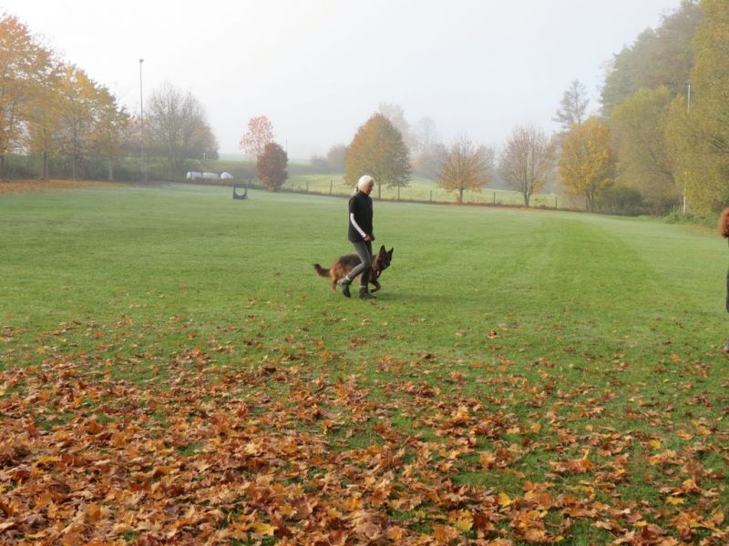 Begleithundeprüfung Herbst 2015
