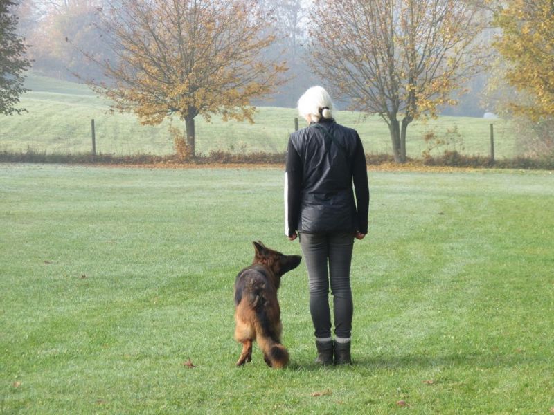 Begleithundeprüfung Herbst 2015
