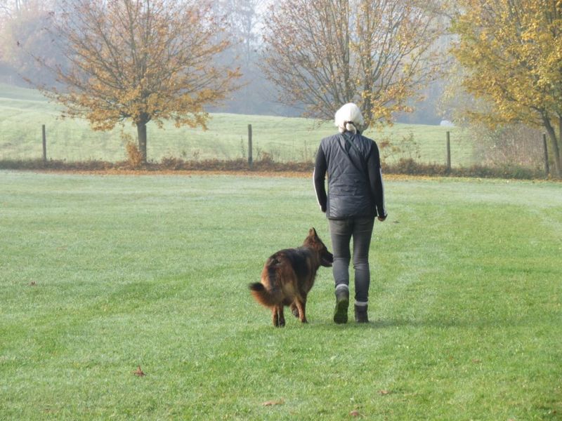 Begleithundeprüfung Herbst 2015