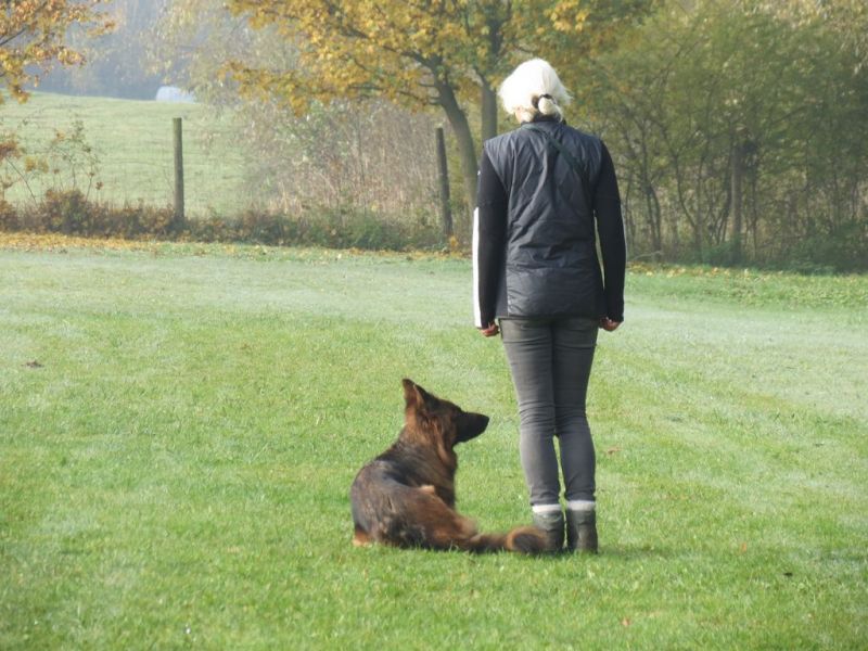 Begleithundeprüfung Herbst 2015