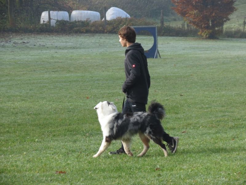 Begleithundeprüfung Herbst 2015