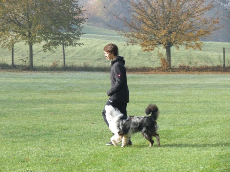 Begleithundeprüfung Herbst 2015