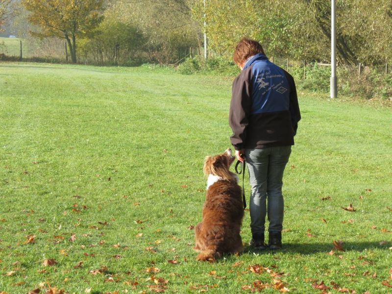 Begleithundeprüfung Herbst 2015